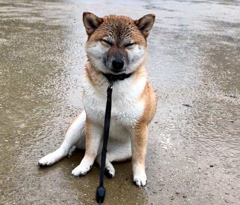 飼い主さんが近づいても、この表情である