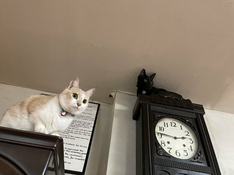 高いところからパトロール中