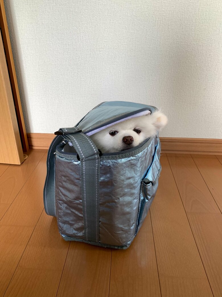鞄の中に！