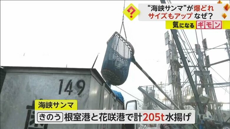 10月31日、北海道・根室港で水揚げされるサンマ