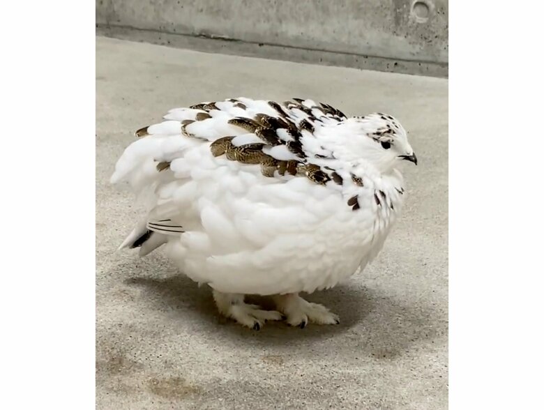 提供：市立大町山岳博物館