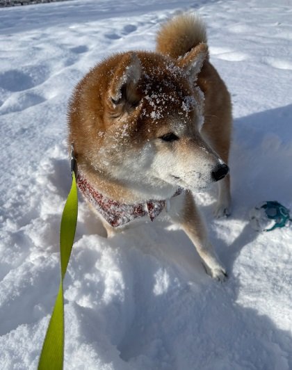 ゴロゴロしたあとは全身真っ白に…