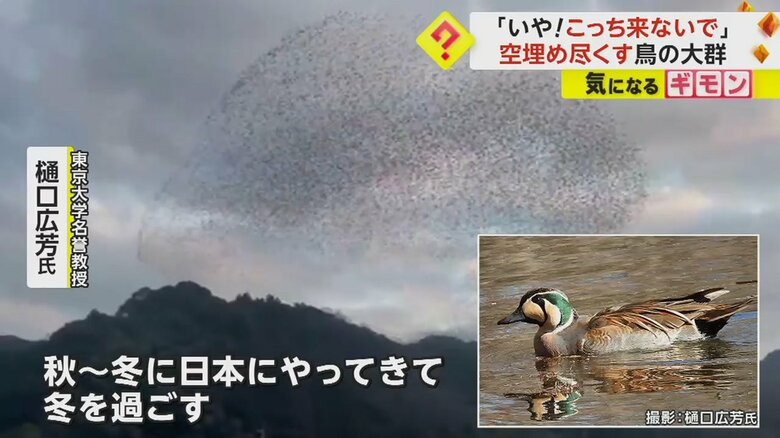 東京大学の樋口広芳名誉教授は、トモエガモの大群ではないかと推測