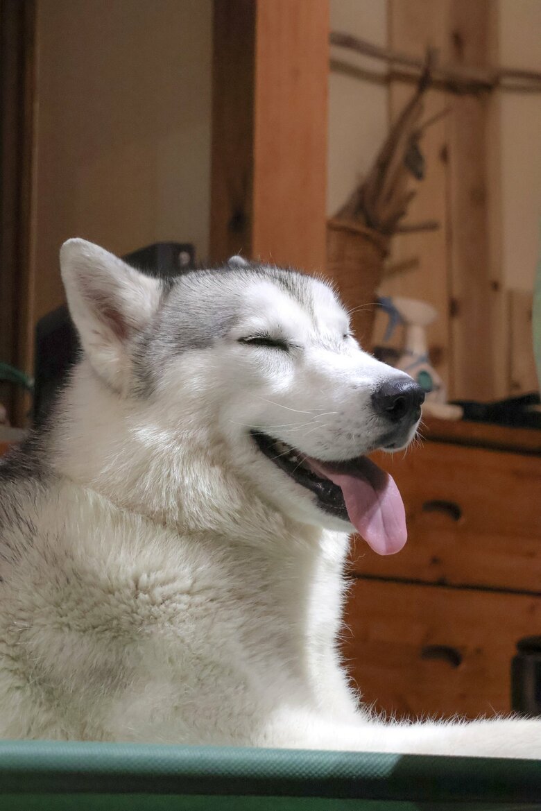 提供：スカイさん