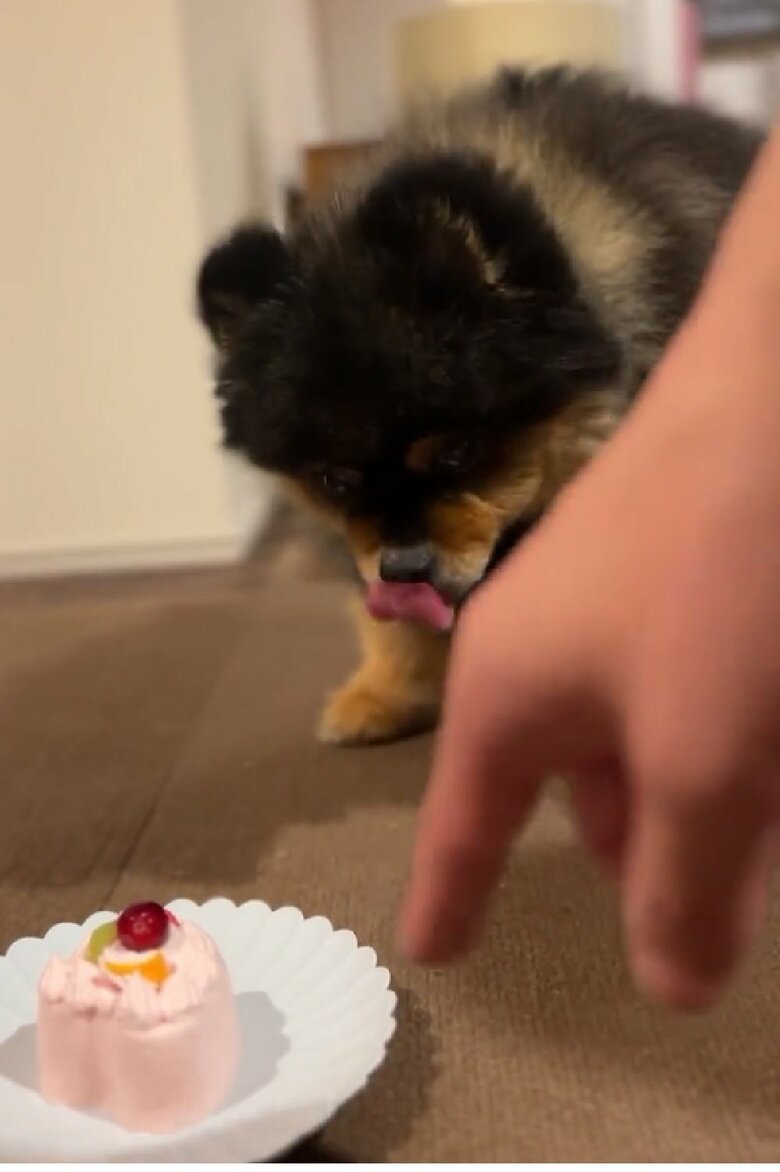 飼い主さん「誕生日ケーキだよ」と何度も指し示す