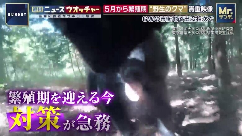 オスグマ同士の争い
