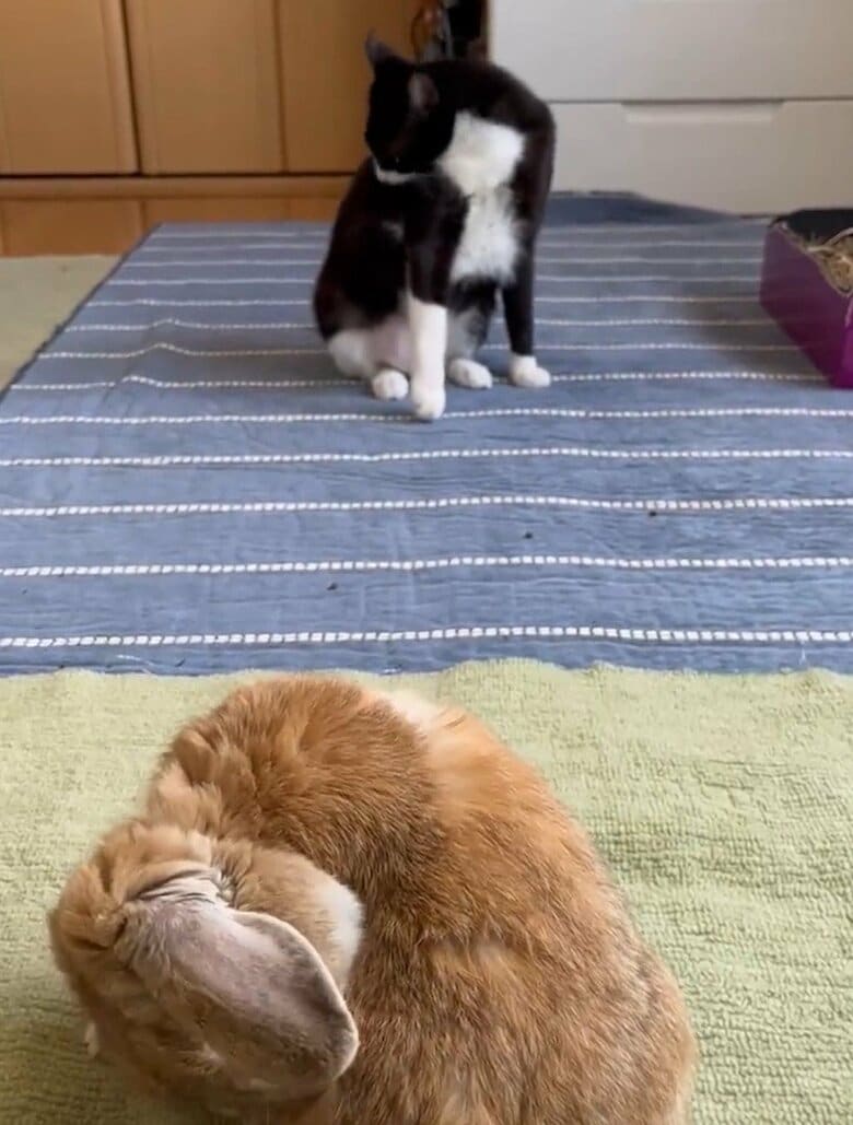 動きがシンクロすることも