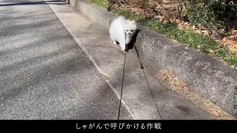 今度はしゃがんで呼びかけてみる作戦