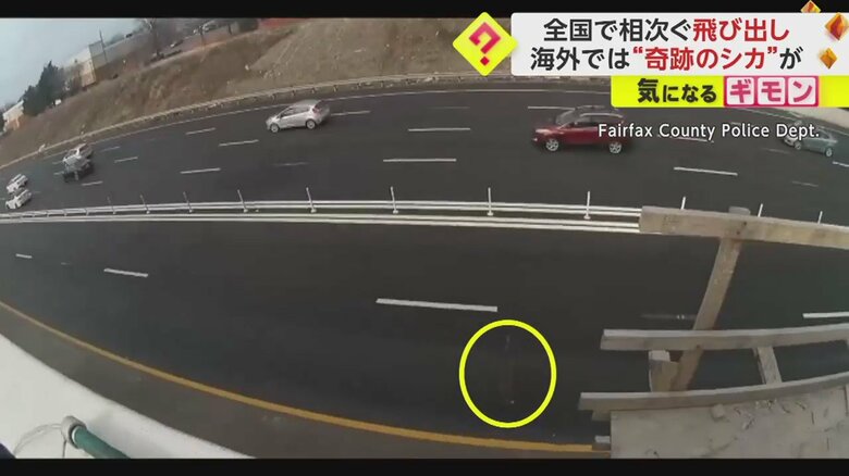 シカが高速道路に！