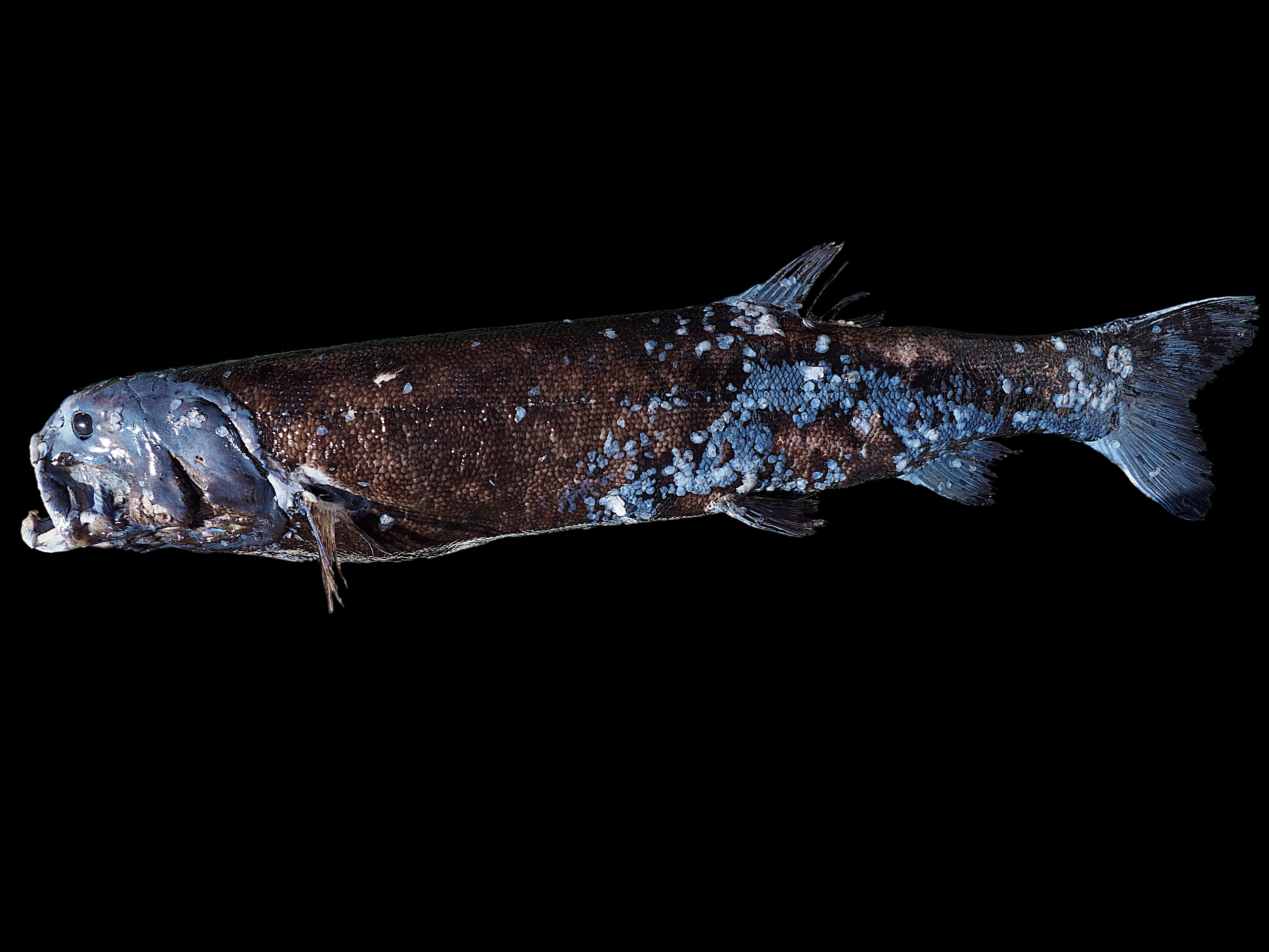 大型深海魚の新種 ヨコヅナイワシ を駿河湾で発見 生態ピラミッド最上位 という生態を聞いた Fnnプライムオンライン 全長1ｍ超 新種の深海魚 を発見海洋研究開 ｄメニューニュース Nttドコモ