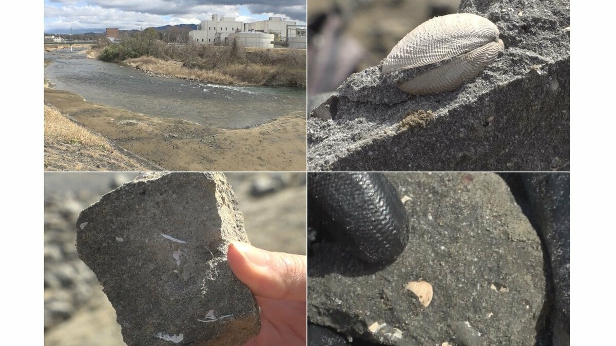 採集体験では学芸員も「ちょっとビックリ」…全国でも珍しい『化石の