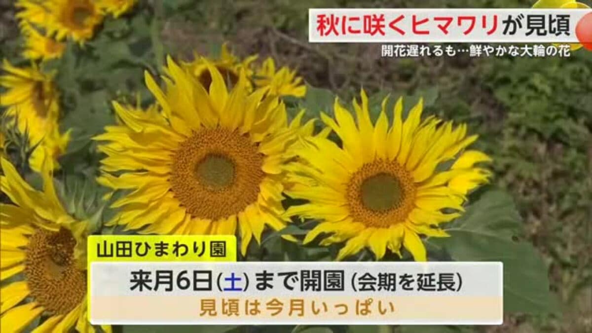 秋に咲くヒマワリ約10万本 開花遅れるも鮮やかに 見ごろは11月いっぱい