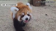 生まれて初めての“土”に驚き　熊本市動植物園のレッサーパンダの赤ちゃん・杏香　一般公開に向け練習「静かに見守って」
