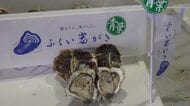 福井県の新ブランド「ふくい岩がき」　今年も出荷始まる　例年通りのクリーミーさ　