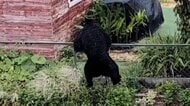 全国統一手法でクマの個体数調査を開始　各都道府県の捕獲目標数に活用　東北地方から始め4年かけ全国に拡大