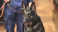 行方不明の80代女性を1時間半で発見　表彰されたのはエース警察犬「ラガー」　枕カバーのにおい記憶し最悪の事態防ぐ　福岡