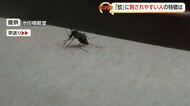 実は9月が一番危ない！「ムヒ」池田模範堂の「蚊のマイスター」が教える「刺されやすい人」の特徴と対策