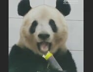 中国に“返還”「シャンシャン」　元気にタケノコをムシャムシャ…動画を初公開