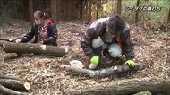 シイタケの駒打ち 大分・竹田市