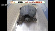 見つけても手を出さないで…「カミツキガメ」を急遽捕獲調査