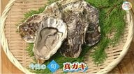 “不漁”で大ピンチの瀬戸内海のカキの成育を祈って…冬の味覚の代表格「真ガキ」を塩焼きにして味わう【岡山・香川発】