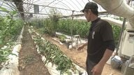 夏野菜なのに「夏の暑さに勝てん…」ナス農家が猛暑対策に四苦八苦 収量減り都市部のスーパー等では価格上昇