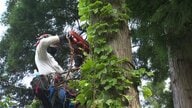 「命かかる仕事」20m上で木を伐採する「空師」　国産材需要高まる中、後継者育成が課題に【石川発】