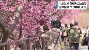 河津桜まつり中止「それでも桜を見に来る人はいる…」感染対策は?駐車場は?露店は?