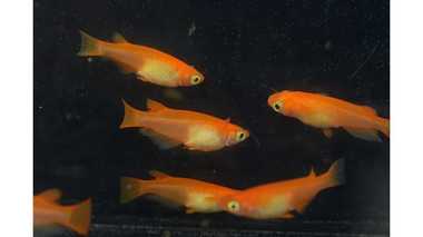 夏の風物詩“金魚”より“メダカ”のほうが人気…なぜハマるのか?専門家に聞いてみた
