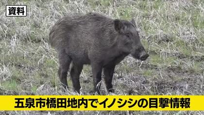 小学校近くの住宅街でイノシシ1頭の目撃情報 警察が付近の住民に注意呼びかけ　新潟・五泉市