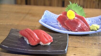 「クマと一緒」豊漁のマグロが漁師たちの悩みに　国際会議で漁獲枠拡大ならず　網にかかったマグロを放流　イカやトビウオの漁獲量激減