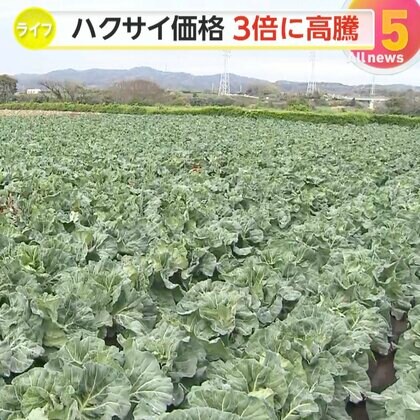 【悲鳴】天候不良やキャベツ高騰が影響か…野菜の価格高騰止まらず白菜が平年の3倍、キャベツ2.7倍など調査対象の野菜8品目全て“高値記録”　
