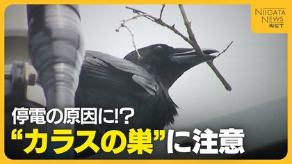 “カラスの巣”が停電の原因に！？新潟県内では毎年6000個ほど撤去「イタチごっこも…戦っていかなければ」 発見したら通報を