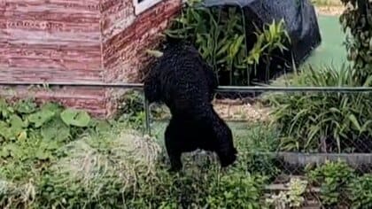 全国統一手法でクマの個体数調査を開始　各都道府県の捕獲目標数に活用　東北地方から始め4年かけ全国に拡大