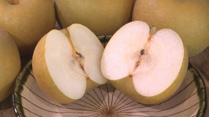 「木を子供くらいに思わないと…」完熟梨の農園に樹齢80年超“じいちゃんの木” 梨作り名人の教えは3代目に