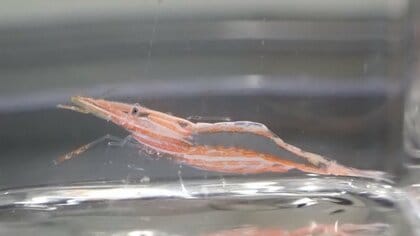 駿河湾の深海で“新属・新種のエビ”を採集…偶然の発見だった？当時の状況をサンシャイン水族館に聞いた