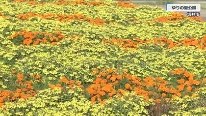 秋咲き“ビタミンカラー”の花々が風に揺れ　マリーゴールド、ジニア、コキアが見頃　植え替え始まる10月末まで　福井・ゆりの里公園　