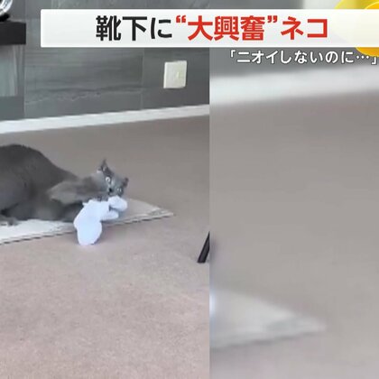 「ニオイしないのに…」　脱ぎたての靴下に“大興奮”のネコ　ニオイをかいで驚いた表情や顔そむけるしぐさも　福岡市