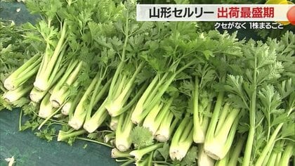 シャキシャキでみずみずしいセロリの一種「山形セルリー」が出荷最盛期　生産者おすすめの食べ方も紹介【山形発】