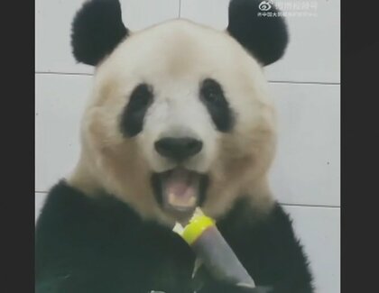 中国に“返還”「シャンシャン」　元気にタケノコをムシャムシャ…動画を初公開