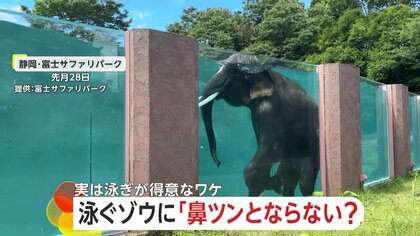 【なぜ】泳ぐゾウは“鼻ツ～ン”しない！？「富士サファリパーク」巨大プールで優雅に潜水　鼻に最大10L入っても平気だぞう　静岡・裾野市