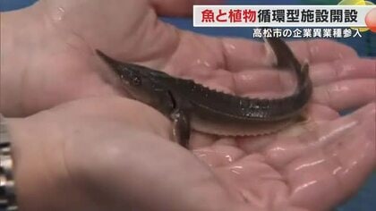 チョウザメを育てながらイチゴも栽培…持続可能な循環型農法「アクアポニックス」手がけるのは不動産管理会社【香川発】