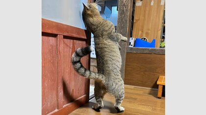 「陽気なステップ踏んでる」家に現れた野良猫のくつろぎっぷりがすごい…気づいたらいるの？ほほ笑ましい日々を聞いた