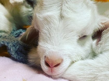 愛知ヤギ農場 ストレス社会にヤギが効く ヤギを見ているだけでストレスが７０ も解消される調査結果