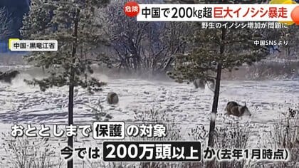 体重200kg超”巨大イノシシが自転車なぎ倒し大暴れ 市街地では10頭以上