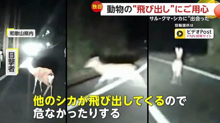 和歌山県では運転中に立て続けに3匹のシカに遭遇
