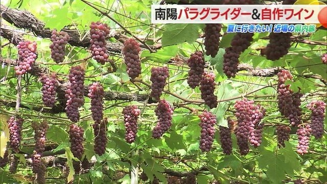 ワイン作り体験が楽しいことはもちろん、マイワインが届くまで仕上がりが気になり楽しみが続く