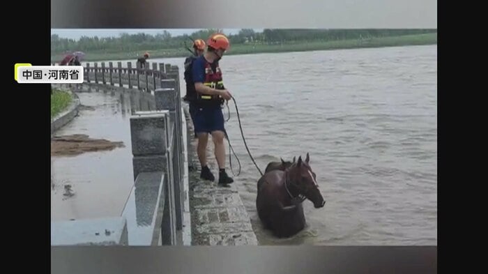 大人の馬を手綱で誘導する様子(中国SNSより)