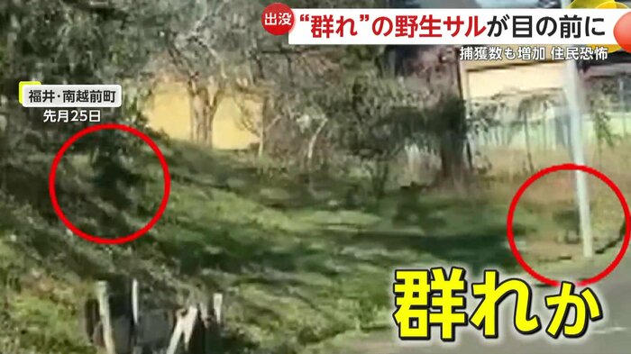 次々と道路へ飛び出していくサル