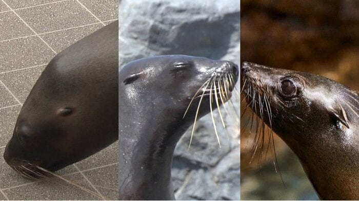 左からオタリア、アシカ、オットセイ